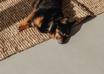 sleeping chihuahua puppy on jute rug