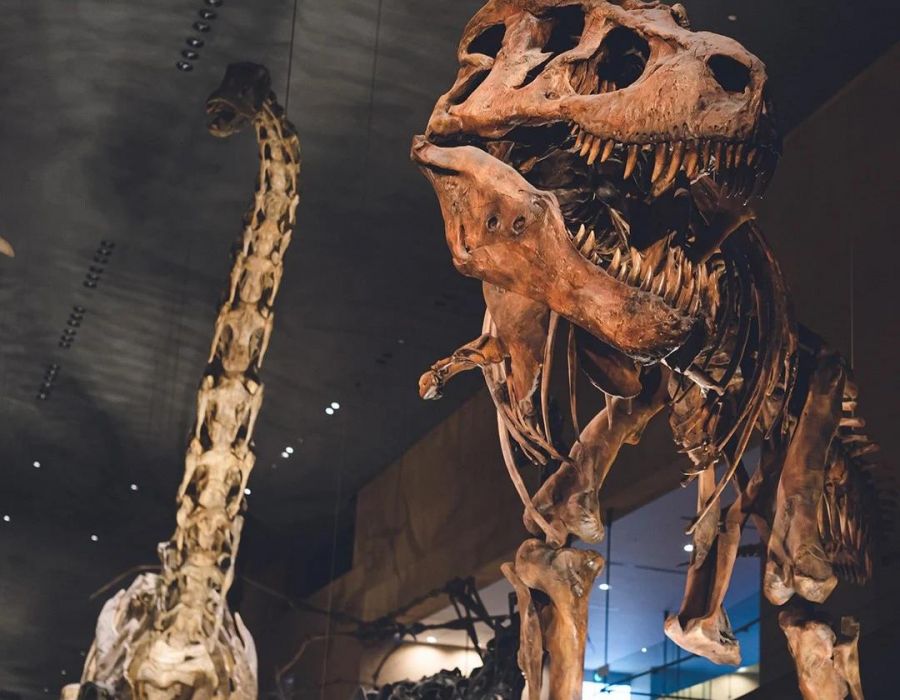 Two large dinosaur skeletons displayed in a museum, one with a long neck and one with an open jaw.