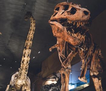 Cultural Favorites for Every Age